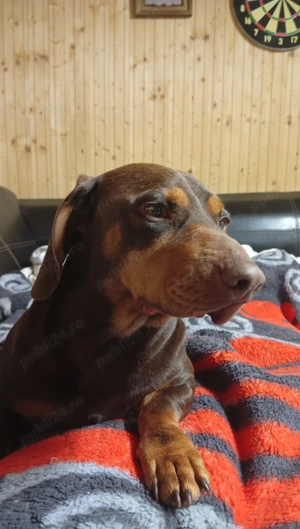 Vând Teckel mascul 1 an - imagine 4