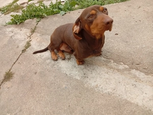 Vând Teckel mascul 1 an - imagine 5