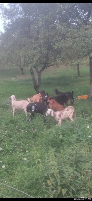 vand iede anglo nubiene - imagine 2