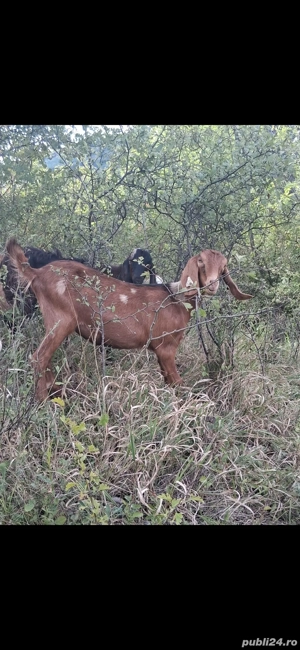 vand iede anglo nubiene