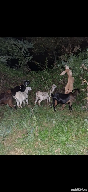 vand iede anglo nubiene - imagine 3