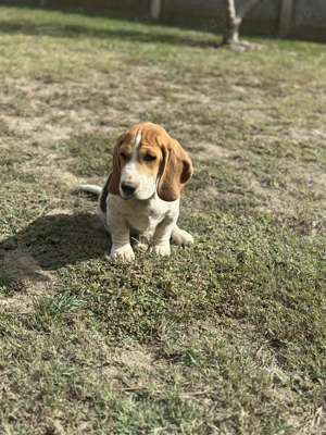 Cățeluș beagle mascul  - imagine 2