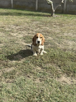 Cățeluș beagle mascul  - imagine 4