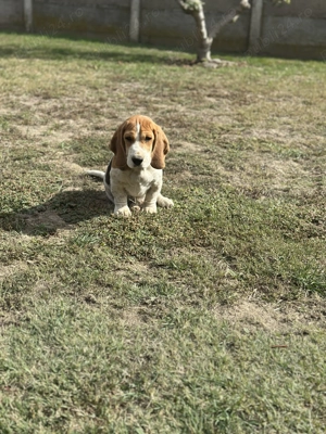 Cățeluș beagle mascul  - imagine 3