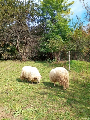 Vând 2 berbecuți  - imagine 2