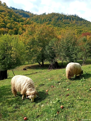 Vând 2 berbecuți  - imagine 3