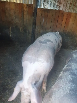 Porc de vanzare