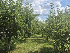 Casa cu livada Breaza - imagine 7