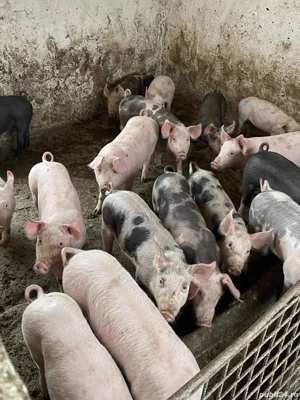 vând 20  soldani rasa de calitate 30-35 kg  - imagine 2