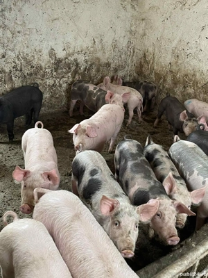 vând 20  soldani rasa de calitate 30-35 kg  - imagine 3