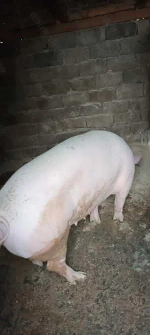 Vând porc rasa de carne