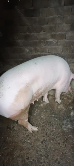 Vând porc rasa de carne - imagine 2