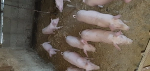 Vind purceisi curcani rel la tel   - imagine 3 Vind purceisi curcani rel la tel   - imagine 3