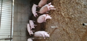 Vind purceisi curcani rel la tel   - imagine 2 Vind purceisi curcani rel la tel   - imagine 2