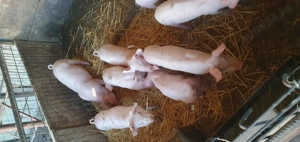 Vind purceisi curcani rel la tel  