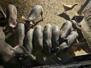 Porci pietrean de carne