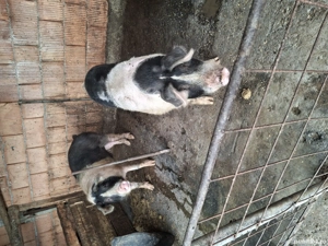 vând porcii grasi de taiat - imagine 2 vând porcii grasi de taiat - imagine 2