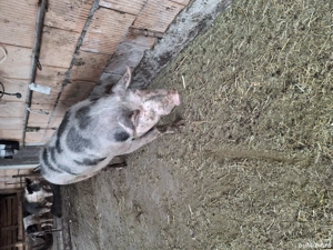 vând porcii grasi de taiat - imagine 5 vând porcii grasi de taiat - imagine 5