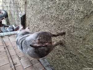 vând porcii grasi de taiat - imagine 4 vând porcii grasi de taiat - imagine 4