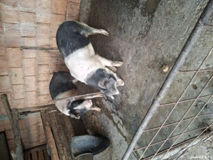 vând porcii grasi de taiat - imagine 3 vând porcii grasi de taiat - imagine 3