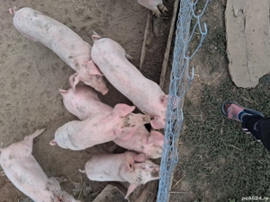 vând purcei.  - imagine 2