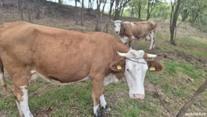 vaca baltata romaneasca 