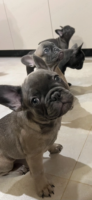 Frenchie Bulldog francez - imagine 5