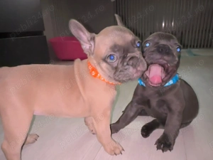 Frenchie Bulldog francez - imagine 2