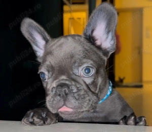 Frenchie Bulldog francez - imagine 3