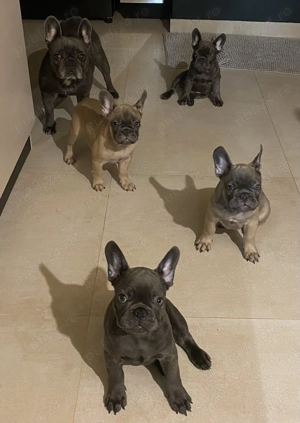 Frenchie Bulldog francez - imagine 4
