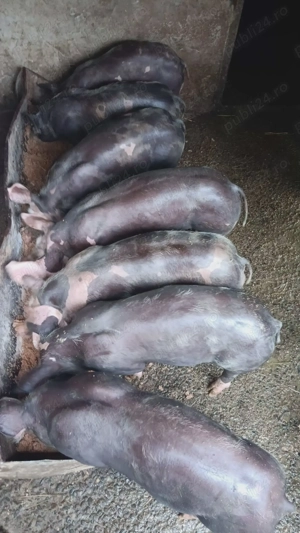 Vând purcei rasa pietrain