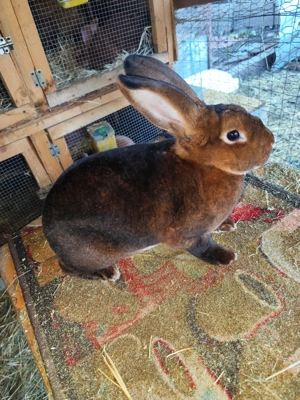 iepuri Rex castor, galben și albastru