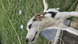 Donez Cățel alb cu pete