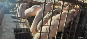 Porci de vanzare - imagine 2