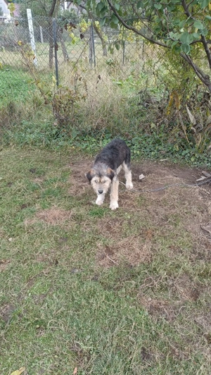 Cățel talie mică bun de pază și prietenos cu copii - imagine 5