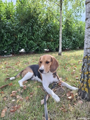 Cațel băiat beagle 