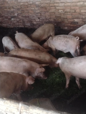 Vând purcei de 2 lunii 