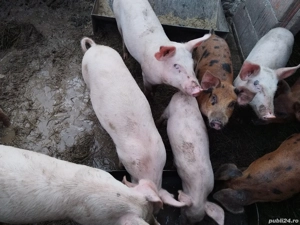 De vanzare  - imagine 2