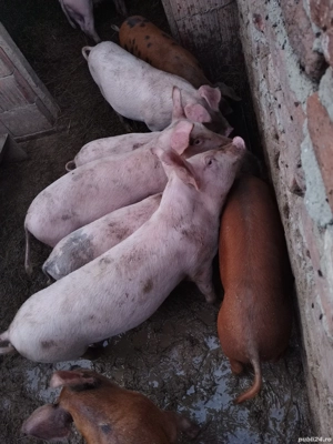 De vanzare  - imagine 3