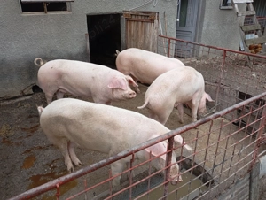Porci de vânzare!