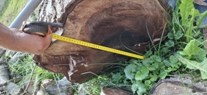 Trunchi de nuc de vânzare 