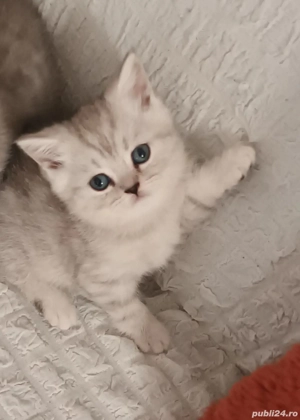 Brithish chincilla silver  - imagine 2