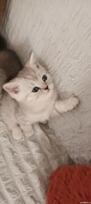 Brithish chincilla silver  - imagine 3