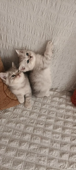 Brithish chincilla silver  - imagine 5