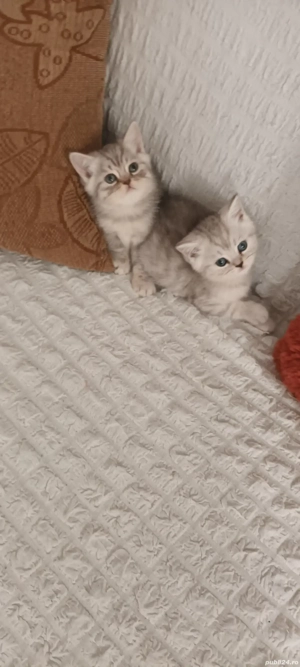 Brithish chincilla silver  - imagine 4