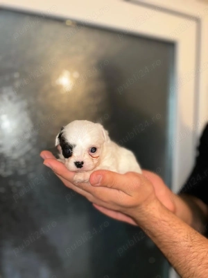 Vând cățeii Bichon Havanez!  - imagine 5 Vând cățeii Bichon Havanez!  - imagine 5