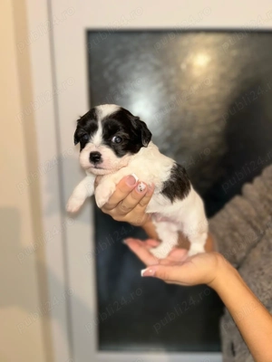 Vând cățeii Bichon Havanez!  - imagine 2 Vând cățeii Bichon Havanez!  - imagine 2