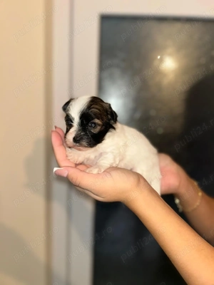 Vând cățeii Bichon Havanez!  - imagine 3 Vând cățeii Bichon Havanez!  - imagine 3