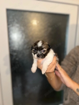 Vând cățeii Bichon Havanez!  - imagine 4 Vând cățeii Bichon Havanez!  - imagine 4