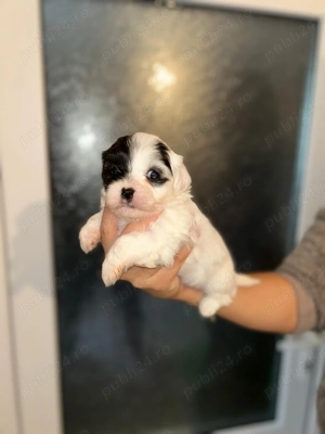 Vând cățeii Bichon Havanez! 